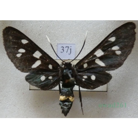 Amata phegea (Linnaeus, 1758) Oblaczek granatek Czech37j